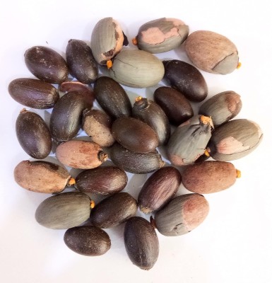 Qualtivate HUA-51 Serculia Foetida / China Almond / Java Olive Tree Seeds Seed(25 per packet)