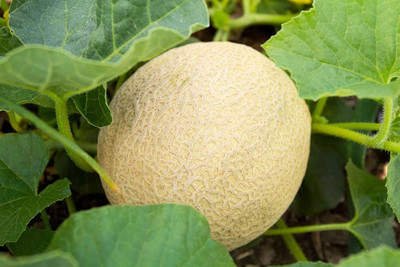 BDSresolve Muskmelon seeds for gardening PACK OF 79 Seed(79 per packet)