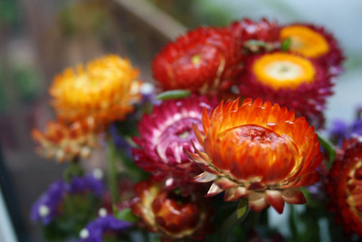 Lorvox Calendula Mixed Color F1 Hybrid Seed(65 per packet)