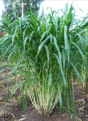 HYBRID 1kg animal grass seeds more milk and testy grass seeds Seed(1 per packet)