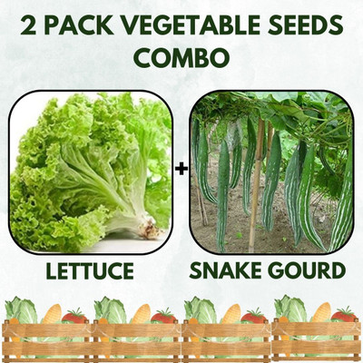 Infiniteseeds 2 Pack Combo Of Lettuce And Snake Gourd Vegetable Seeds Seed(50 per packet)