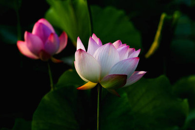 UGRA lotus,kamal gatta Seed(10 per packet)