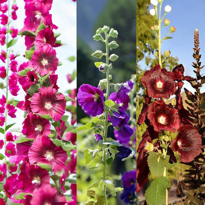 DEYS AGRO ™ Premium Double Hollyhock Flower Seeds for Home Garden|MIX hybrid Blooming Seed(63 per packet)