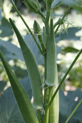 Biosnyg ®PUSA-19 Okra Long Pod Green (Dwarf)s Seed(100 per packet)