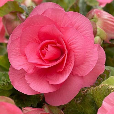 CYBEXIS XL-63 - Begonia Beautiful Multi-Colour Flowers - (30 Seeds) Seed(30 per packet)