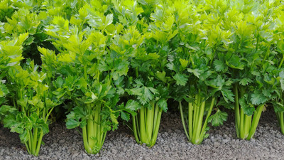 Cloud Farm Celery, Apium graveolens Seed(50 per packet)