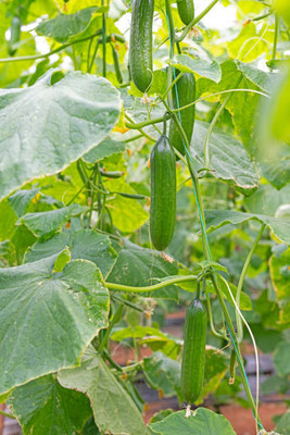 AFARTIOBINA 62 PCS CUCUMBER SEEDS Seed(62 per packet)
