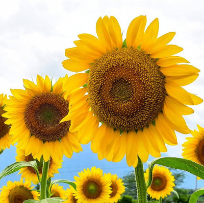BDSresolve Sunflower plant seeds for garden/sunflower seeds 41 Seed(41 per packet)
