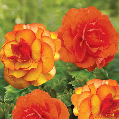 Qualtivate VXI-172 Begonia bicolour Orange Red Exotic Flower Seeds Seed(25 per packet)