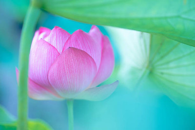 sarvottam creation lotus,kamal gatta Seed(14 per packet)