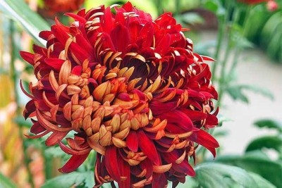 Quentova Chrysanthemum Flower-7P-CTU Seed(50 per packet)