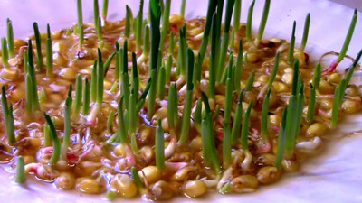 MSG Popcorn, Vutta Seed(70 per packet)