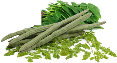 Quentova Vegetable DRUMSTICK Organic Moringa Oleifera-VOX-2P Seed(50 per packet)