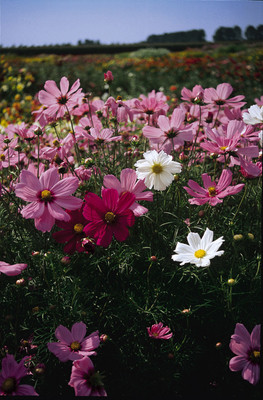 ZIXA Cosmos Dwarf Sens Mix Seed(100 per packet)