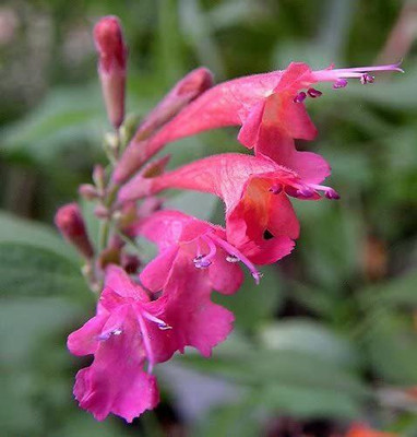 CYBEXIS TLX-41 - Hummingbrid Mint Hyssop - (1350 Seeds) Seed(1350 per packet)