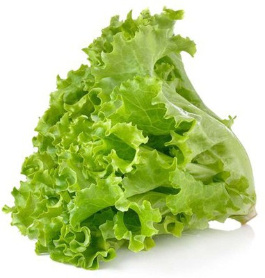 TRICONE Lettuce Leaf/Batavia Seeds For Home Gardening saladpatta 640 Seeds SD21 Seed(640 per packet)