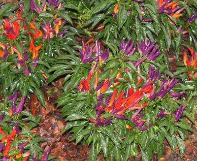 Qualtivate JXL-8AT ORNAMENTAL PEPPERSANGRIA Chilli Seed(300 per packet)