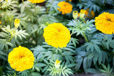 Infintegreen marigold/gende ka phool flower seeds Seed(50 per packet)