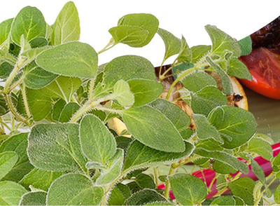 VibeX XLR-91 - Italian Oregano HERB - (150 Seeds) Seed(150 per packet)