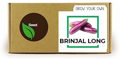 CYBEXIS Brinjal Long2400 Seeds Seed(2400 per packet)