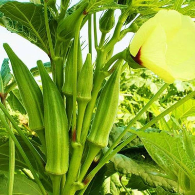 ibains Vendi seed Seed(34 per packet)