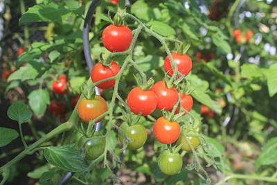 parrot creation tomato Seed(100 per packet)