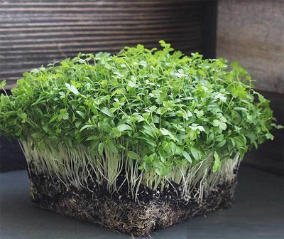 CYBEXIS Ajamod microgreen700 Seeds Seed(700 per packet)