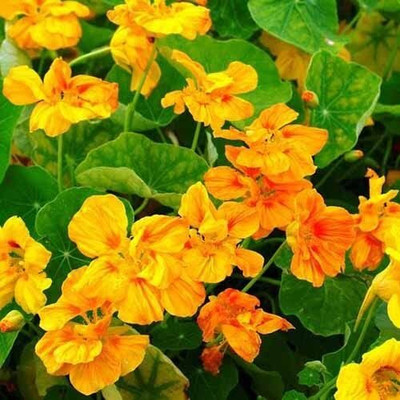 Aywal Nasturtium Mix Color Flower Seed(7 per packet)