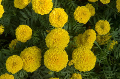 GOAGRO marigold/gende ka phool flower seeds Seed(75 per packet)