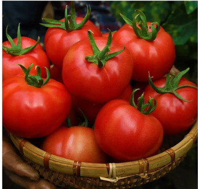 Avysa Desi Salad Red Tomatoes Seed(2000 per packet)