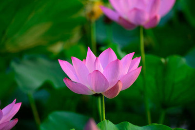 WILLWE lotus,kamal gatta Seed(10 per packet)