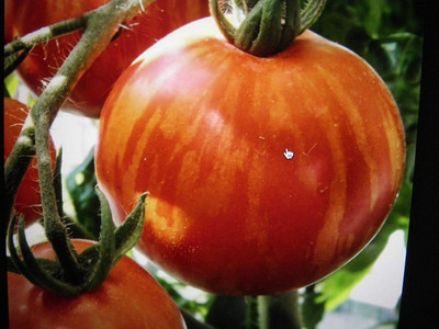 Qualtivate GBPT-3A Tigerella Beefsteak Tomato Giant Seed(300 per packet)