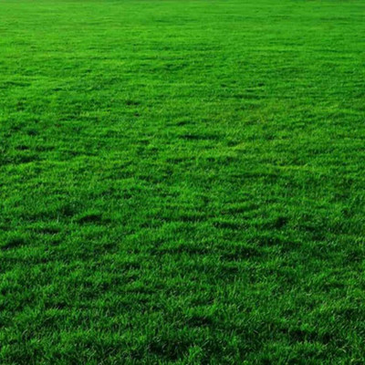 PMA Lawn Grass Seed/Grass Seed for Gardening / Playground/Park, Grass Seed(4000 per packet)