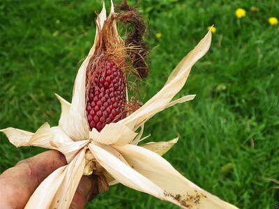 VibeX ® VLR-723 Strawberry Popcorn Corn Seeds Seed(500 per packet)
