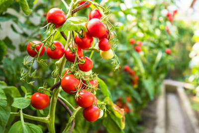 SIDDHI VINAYAK tomato Seed(150 per packet)