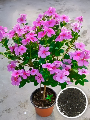 Seedsilk Vinca/Nayantara (Mix) Hybrid Flower Seeds for All Season Home Gardening Seed(50 per packet)