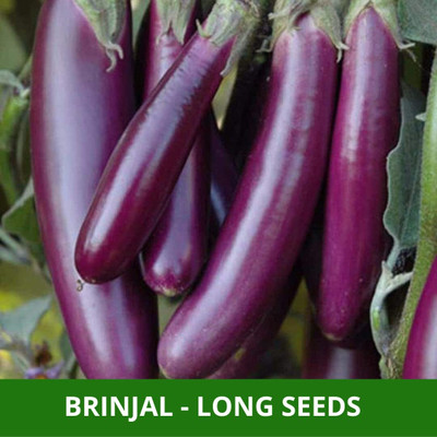 Biosnyg Home Gardening BRINJAL PURPLE LONG ( Seeds) Seed(2000 per packet)