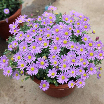 CYBEXIS Chrysanthemum Plants Seeds Seed(25 per packet)