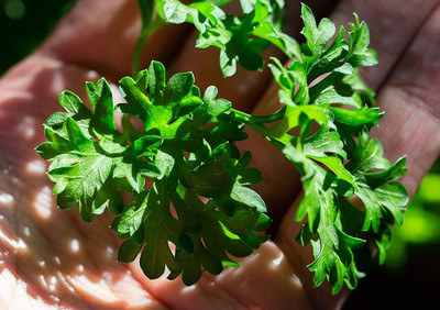 CYBEXIS PUAS-77 - Moss Curled Parsley - (250 Seeds) Seed(250 per packet)