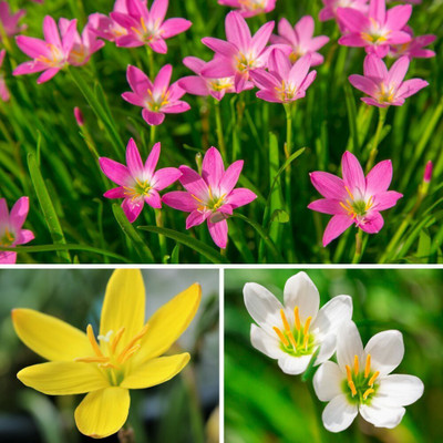 Jevik 200 Bulbs of Rain Lily/Zephyranthus Flower Seed(335 per packet)