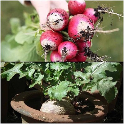 KANAYA Turnip Red Ball/ Shalgam Hybrid Seed(25 per packet)