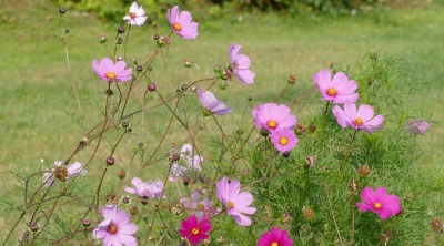 Quentova Cosmos Mix-4X-VK Seed(50 per packet)