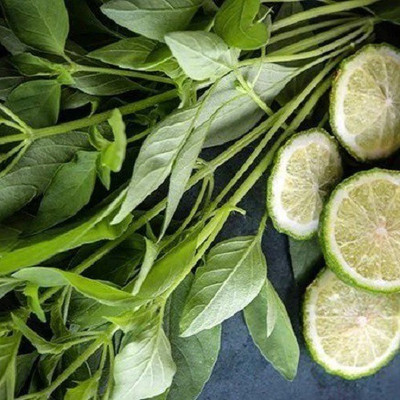 WILLVINE XLR-47 Organic Lime Basil Seeds Seed(1000 per packet)