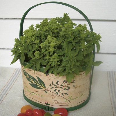 VibeX ® XLR-11 Bush Basil Seeds Seed(1000 per packet)