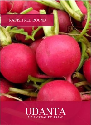 Udanta Radish Red Round Vegetable Seeds For Kitchen Garden Avg 30-40 Seeds Pkts Seed(1 per packet)