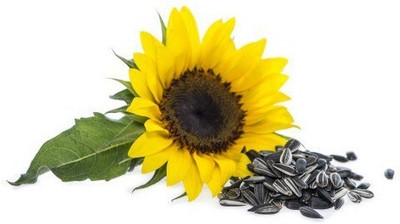 KNESSiN Flower Seed(200 per packet)
