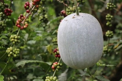 BJUBAS Ash Gourd Giant Winter Melon Seeds PACK OF 76 Seed(76 per packet)