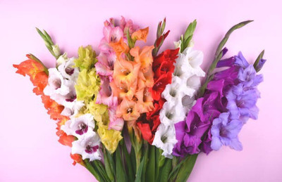 Foliage Gladiolus/Sword Lily Exotic Imported Flower Bulbs/Corms for Winter Gardening Suitable for Indian Climate Seed(5 per packet)