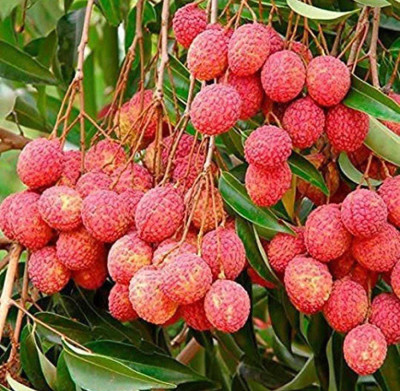 Oliver litchi,lichi.lichyee Seed(14 per packet)