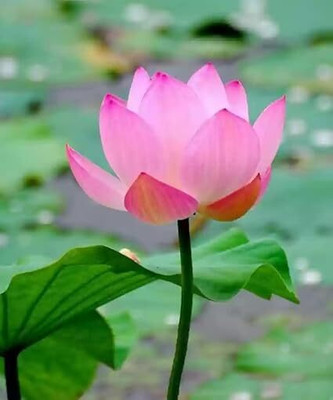 jkfarm Lotus, Kamal Seed(10 per packet)